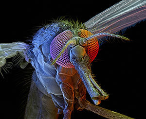 A female Anopheles gambiae mosquito seen at 125x magnification (© David Scharf/Science Faction/Corbis)