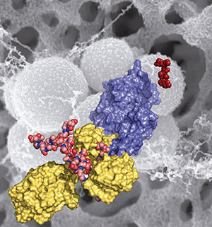 Methicillin-resistant Staphylococcus aureus (MRSA) is shown in the background (in gray). This figure depicts domains and key ligands of the penicillin binding protein 2a — a key resistance enzyme. The red molecule on the right is ceftaroline, a drug recently approved by the FDA.