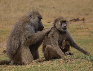 A family of baboons