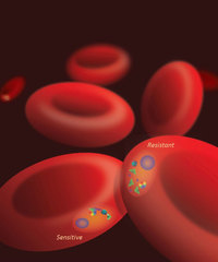 Red blood cells infected with the malaria parasite P. falciparum at the "ring" stage, either sensitive or resistant to artemisinins