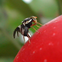 Rhagoletis pomonella, or "apple maggot"