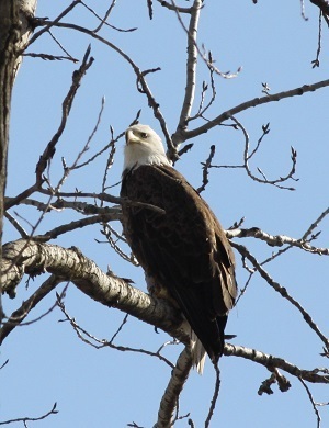Bald eagle at St. Patrick's County Park