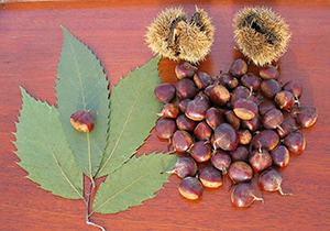 American chestnut nuts with burrs and leaves