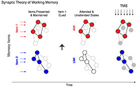 Synaptic Theory of Working Memory