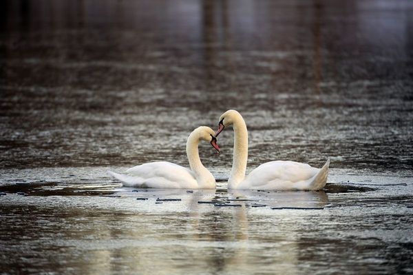 Swans nuzzle on St. Mary's Lake