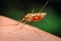 mosquito_rel.gif
