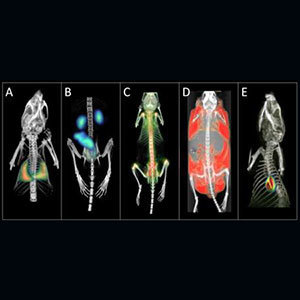 Example PET, SPECT and CT images from the Albira at the Notre Dame In Vivo Imaging Facility