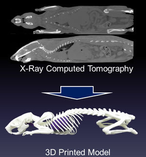 3-D print of a rat