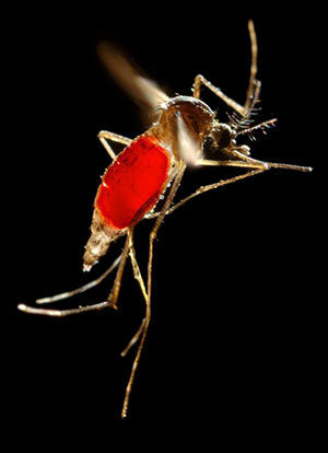 Aedes aegypti mosquito (courtesy CDC)