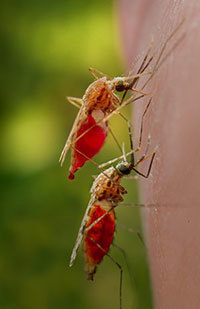Anopheles gambiae mosquito (credit: CDC)