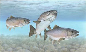 Atlantic salmon (Courtesy Timothy Knepp, USFWS)