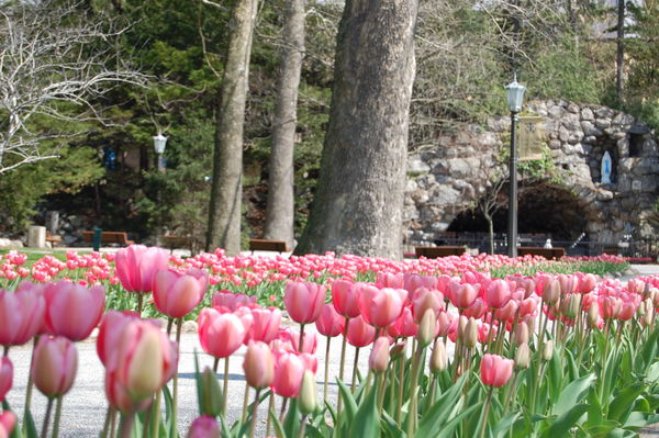 Tulips at the Grotto