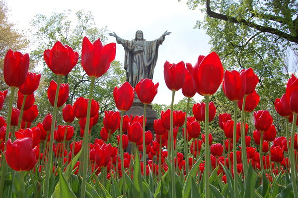 Tulips on the God Quad