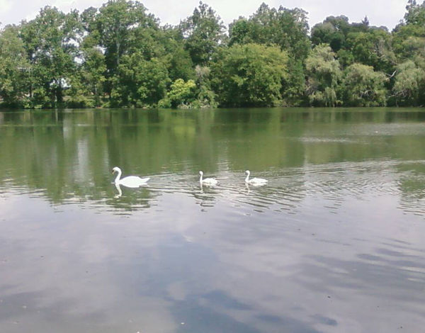 Swan family on Saint Mary's Lake