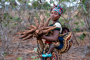 DADTCO cassava farming for ND-GAIN