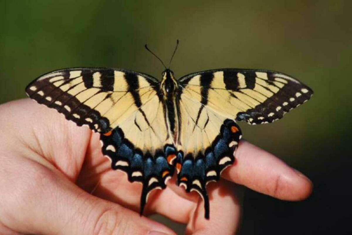 Eastern Tiger Swallowtail Butterfly Feature. Photo credit Sean Ryan.