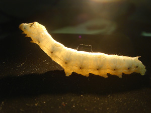 Matured Silkworm