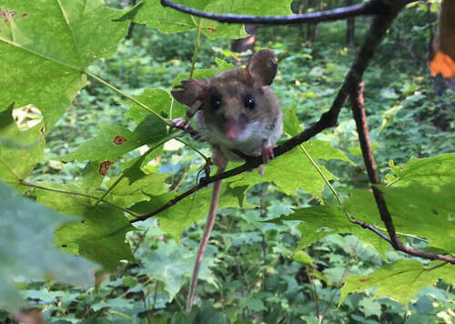 Tree Mouse
