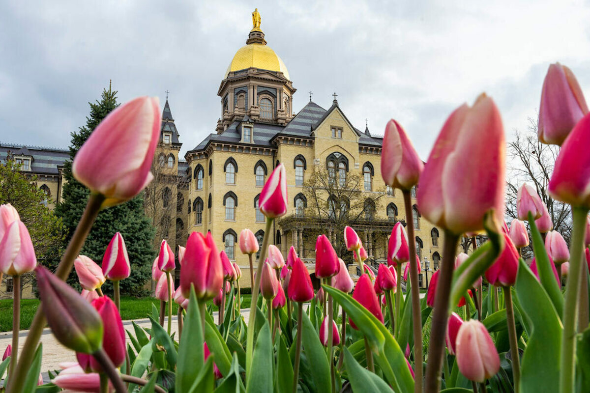 Tulips on the Main Quad. Photo by Barbara Johnston/University of Notre Dame.