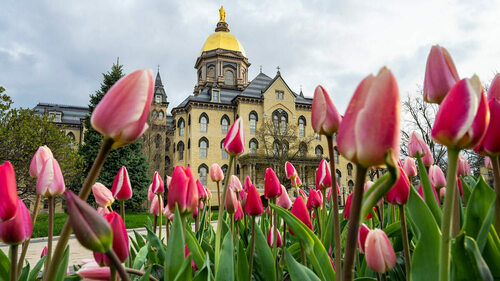 Tulips on the Main Quad. Photo by Barbara Johnston/University of Notre Dame.