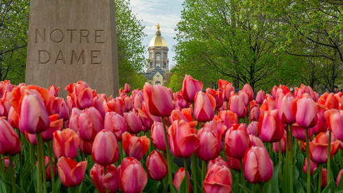 Tulips with Golden Dome in the background. Photo by Barbara Johnston/University of Notre Dame.