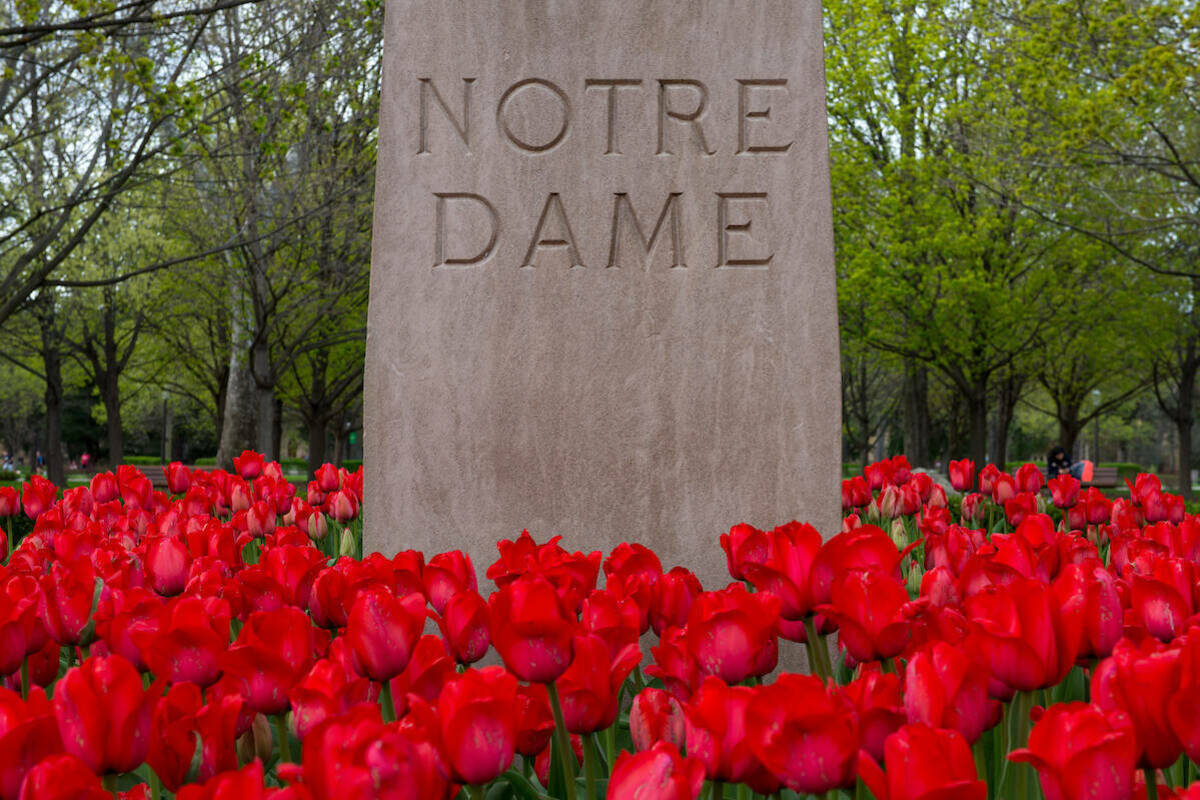 Tulips bloom on campus. Photo by Barbara Johnston/University of Notre Dame.