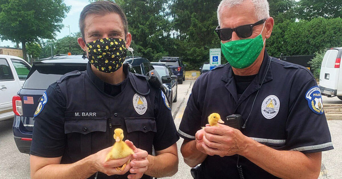 Duck of the Irish: NDPD officers care for orphaned animals ...