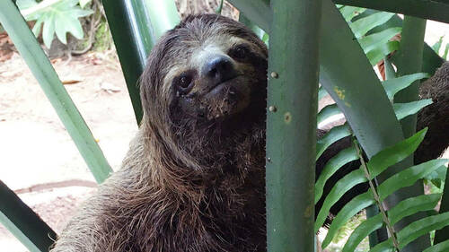 Brown-throated three-toed sloth. Photo by A. Mendes Pontes.
