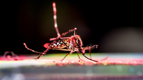 Newswise: aedes_aegypti_mosquito_feature.jpg