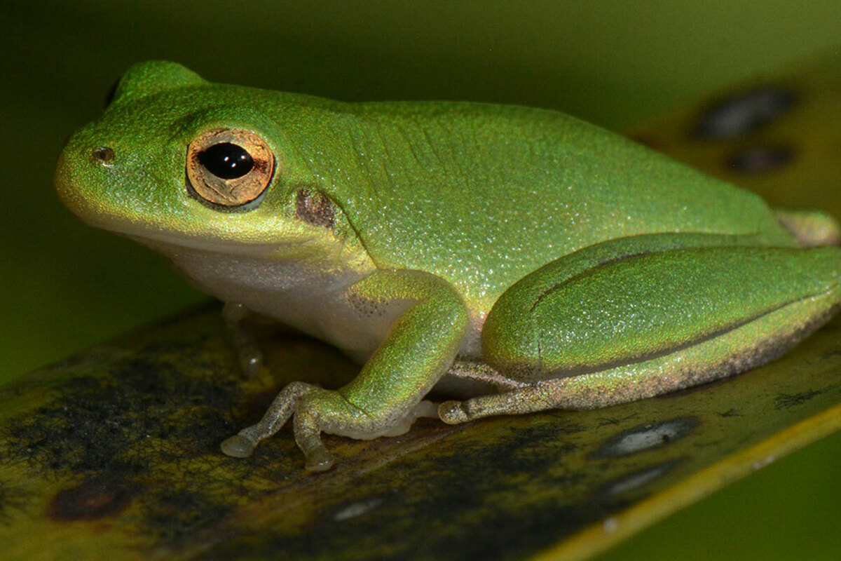 Tree frog (Jeremy Cohen, University of Wisconsin-Madison)