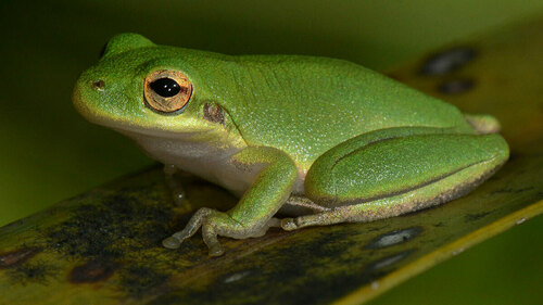 Tree frog (Jeremy Cohen, University of Wisconsin-Madison)