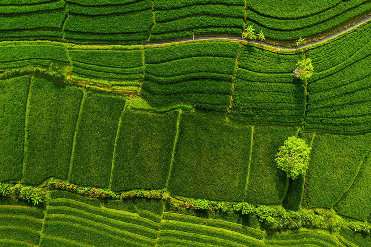 Green rice fields in Bali, Indonesia