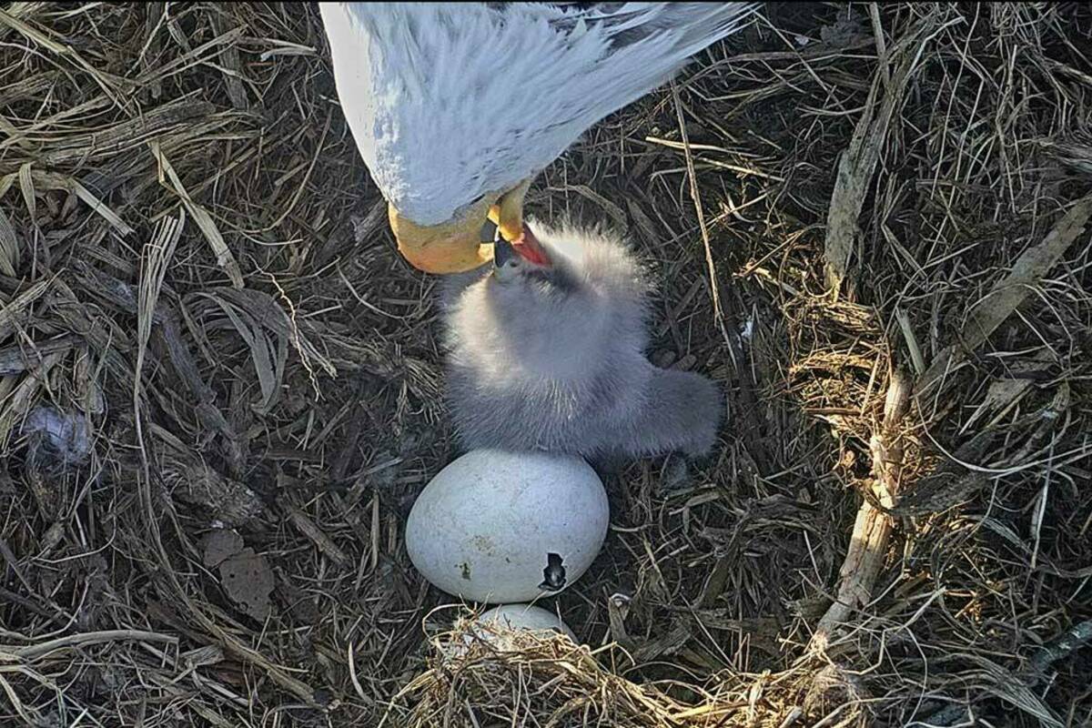 Baby Eaglet Feeding 2020