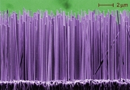 Nanowires made of gallium nitride. Image credit: Lorelle Mansfield/NIST