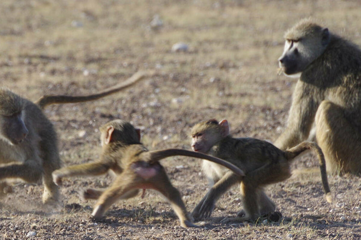 Baboons playing