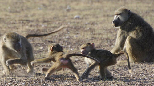 Baboons playing
