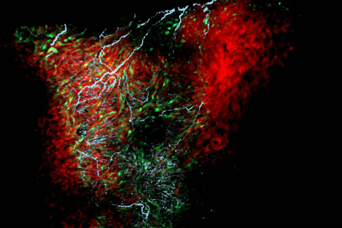This image shows neurons (blue) and astrocyte-like cardiac nexus glia (green) encompassing a zebrafish heart (red). (Image was generated by Nina L. Kikel-Coury in the Smith Lab. The image can be published under the creative commons attribution license.)