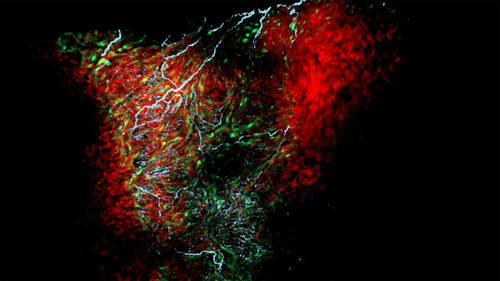 This image shows neurons (blue) and astrocyte-like cardiac nexus glia (green) encompassing a zebrafish heart (red). (Image was generated by Nina L. Kikel-Coury in the Smith Lab. The image can be published under the creative commons attribution license.)
