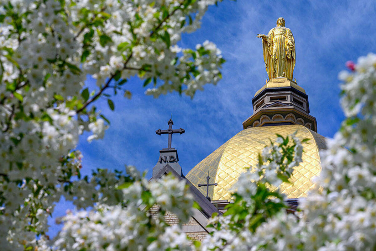 The Golden Dome and statue of Mary with a flowering tree in the foreground.