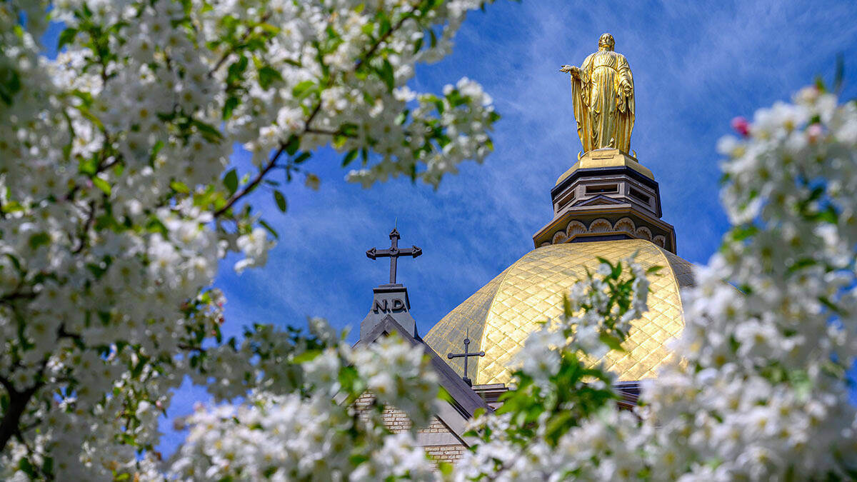 The Golden Dome and statue of Mary with a flowering tree in the foreground.