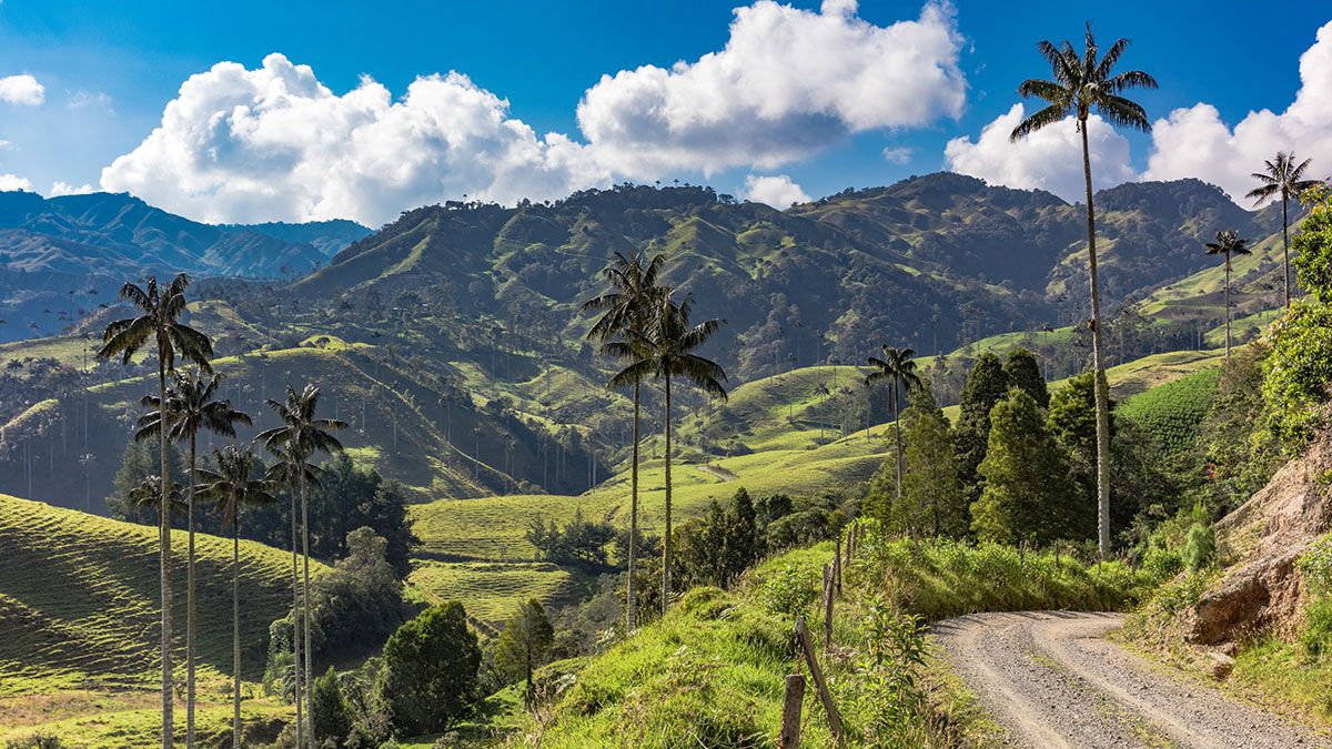 Beautiful scenery fills the photo with mountains, palm trees and a meandering road.