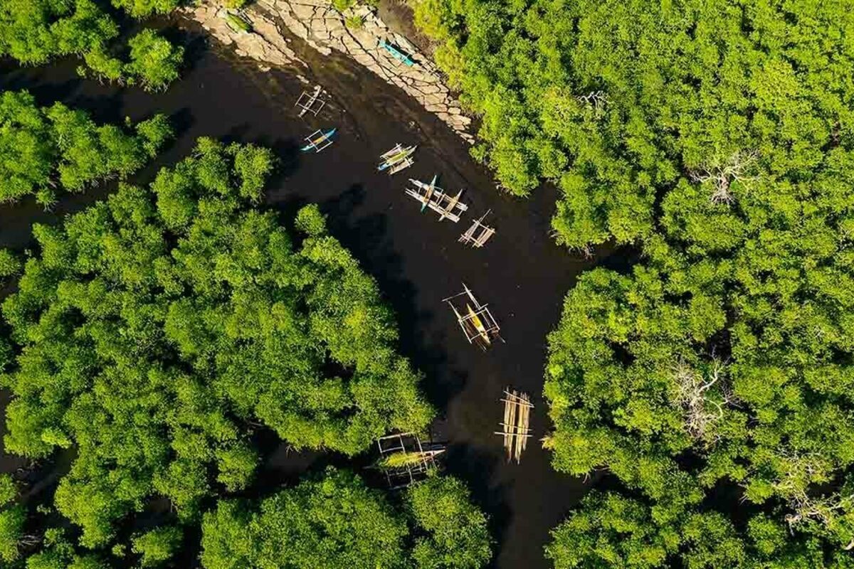 Tropical mangrove green tree forest view from above, trees, river. Mangrove landscape, Ecosystem and healthy environment concept. Mindanao, Philippines.