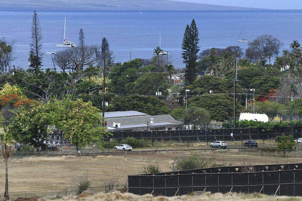 Blue ocean background with green trees and dark brown fences in the foreground.