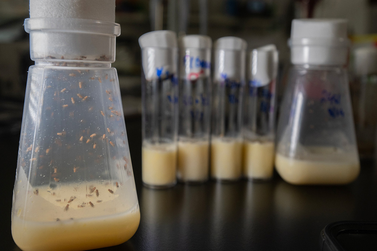 Fruit flies used in biomolecular research.