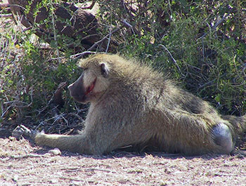 Wounded baboon