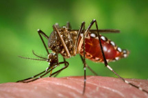 Aedes_aegypti_release.jpg